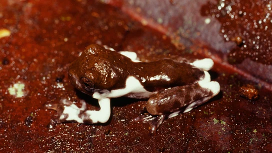 Fotografía de una rana de la especie Litoria naispela Fotografía de una rana de la especie Litoria naispela