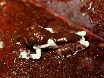 Fotografía de una rana  de la especie Litoria naispela