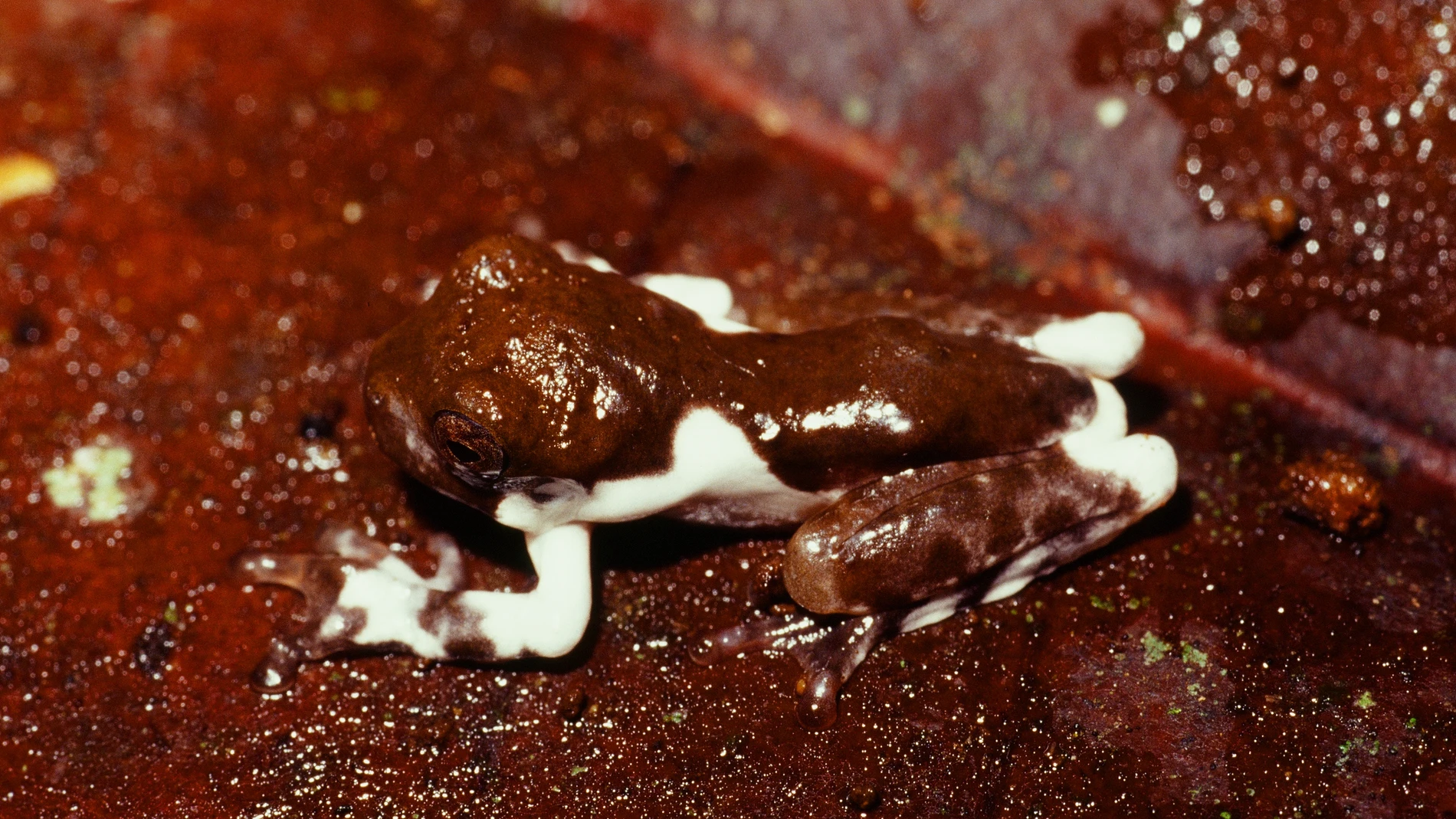 Fotografía de una rana de la especie Litoria naispela