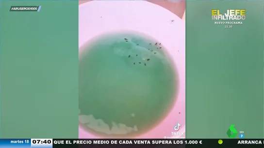 El truco casero, fácil y barato para acabar con las incómodas moscas que merodean por tu casa El truco casero, fácil y barato para acabar con las incómodas moscas que merodean por tu casa