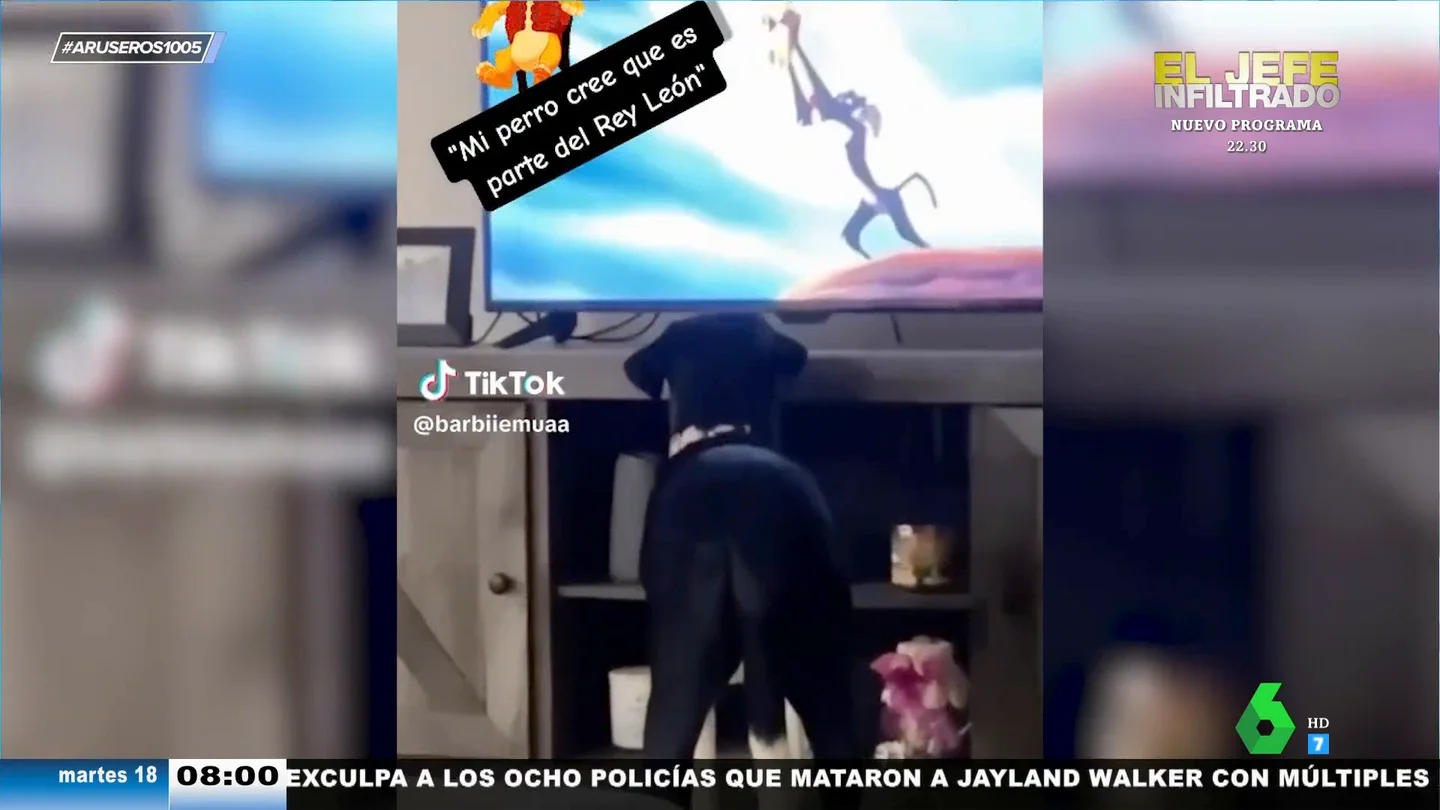 El entrañable vídeo viral del perro que se cree que vive en El Rey León: así le hace la reverencia a Simba El entrañable vídeo viral del perro que se cree que vive en El Rey León: así le hace la reverencia a Simba
