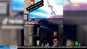 El entrañable vídeo viral del perro que se cree que vive en El Rey León: así le hace la reverencia a Simba