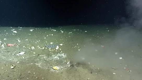 Descubren una misteriosa fuga en el fondo del Océano Pacífico en una zona de alto riesgo sísmico Descubren una misteriosa fuga en el fondo del Océano Pacífico en una zona de alto riesgo sísmico