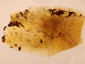 Detalle del fragmento de ámbar de San Just (Teruel) donde se observan las plumas de dinosaurio (zona inferior) y las mudas de larva de escarabajo (zona superior) Detalle del fragmento de ámbar de San Just (Teruel) donde se observan las plumas de dinosaurio (zona inferior) y las mudas de larva de escarabajo (zona superior)