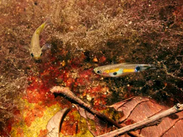 Un guppy hembra (izquierda) observa el cortejo de un macho Un guppy hembra (izquierda) observa el cortejo de un macho