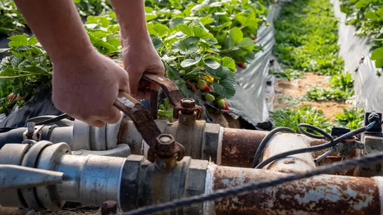 La paradoja de la agricultura y su falta de agua Imagen de archivo de un cultivo de fresas
