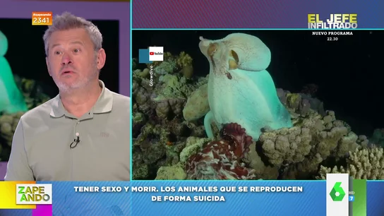 El antequino, el pulpo o la mantis: los animales que corren "peligro de muerte" tras practicar sexo El antequino, el pulpo o la mantis: los animales que corren "peligro de muerte" tras practicar sexo