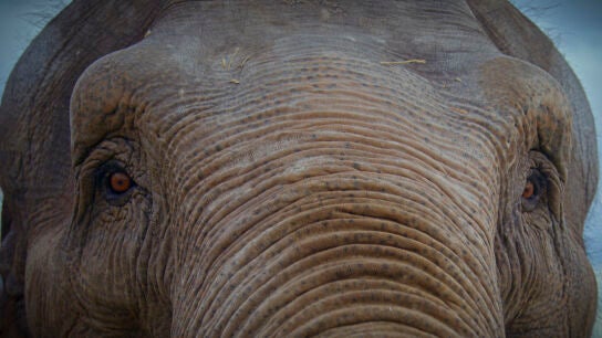 B&aacute;rbara Rey habla sobre su experiencia como domadora de elefantes en el circo de su marido &Aacute;ngel Cristo.