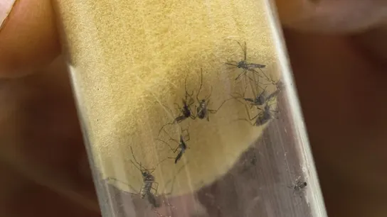 Imagen de archivo que muestra al mosquito "Aedes aegypti", transmisor del virus del Zika y el dengue Imagen de archivo que muestra al mosquito "Aedes aegypti", transmisor del virus del Zika y el dengue