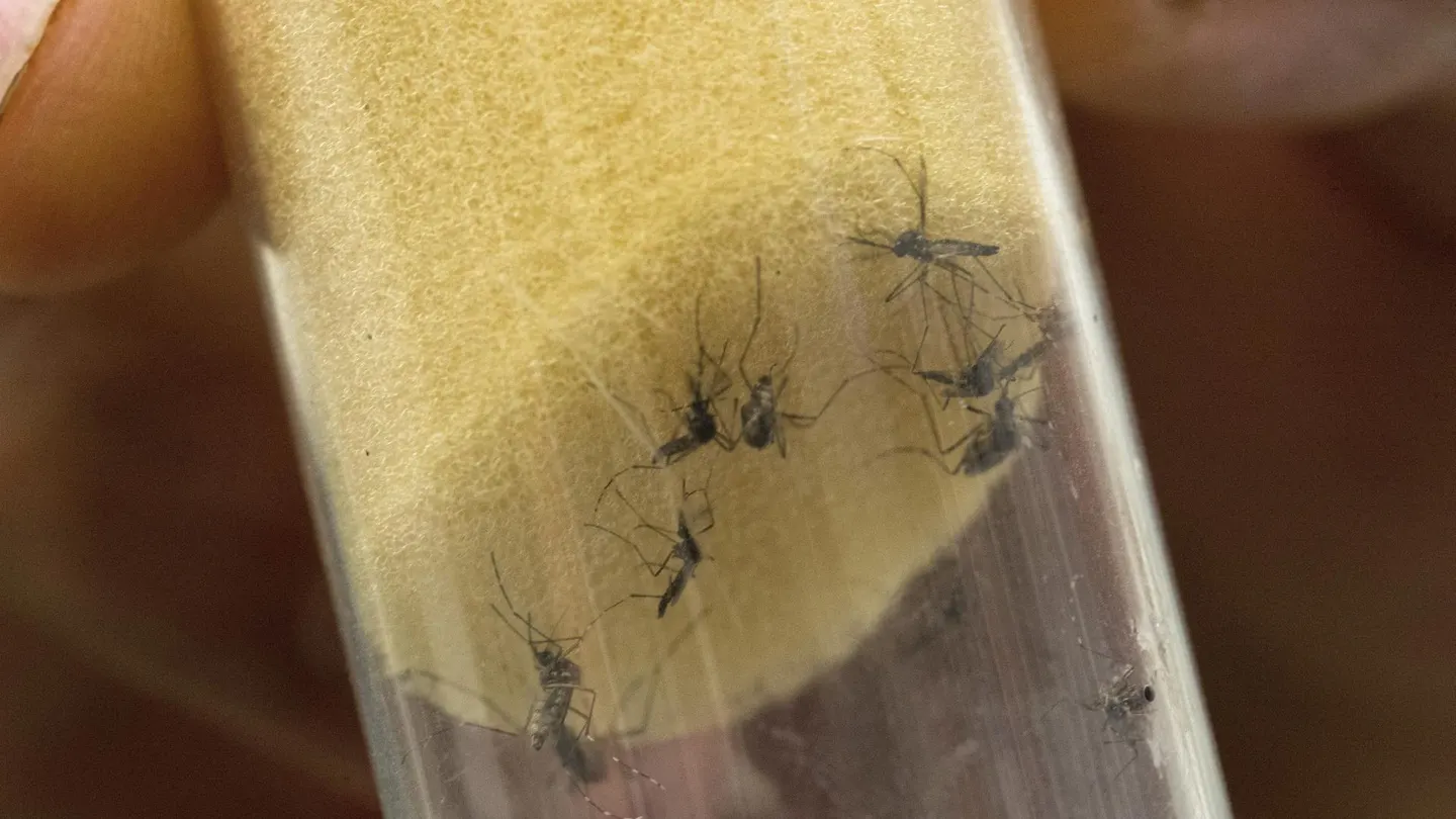Imagen de archivo que muestra al mosquito "Aedes aegypti", transmisor del virus del Zika y el dengue Imagen de archivo que muestra al mosquito "Aedes aegypti", transmisor del virus del Zika y el dengue