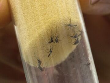 WHO warns: Europe must prepare for possible outbreaks of dengue after heat waves