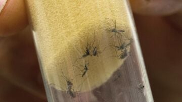 Imagen de archivo que muestra al mosquito "Aedes aegypti", transmisor del virus del Zika y el dengue