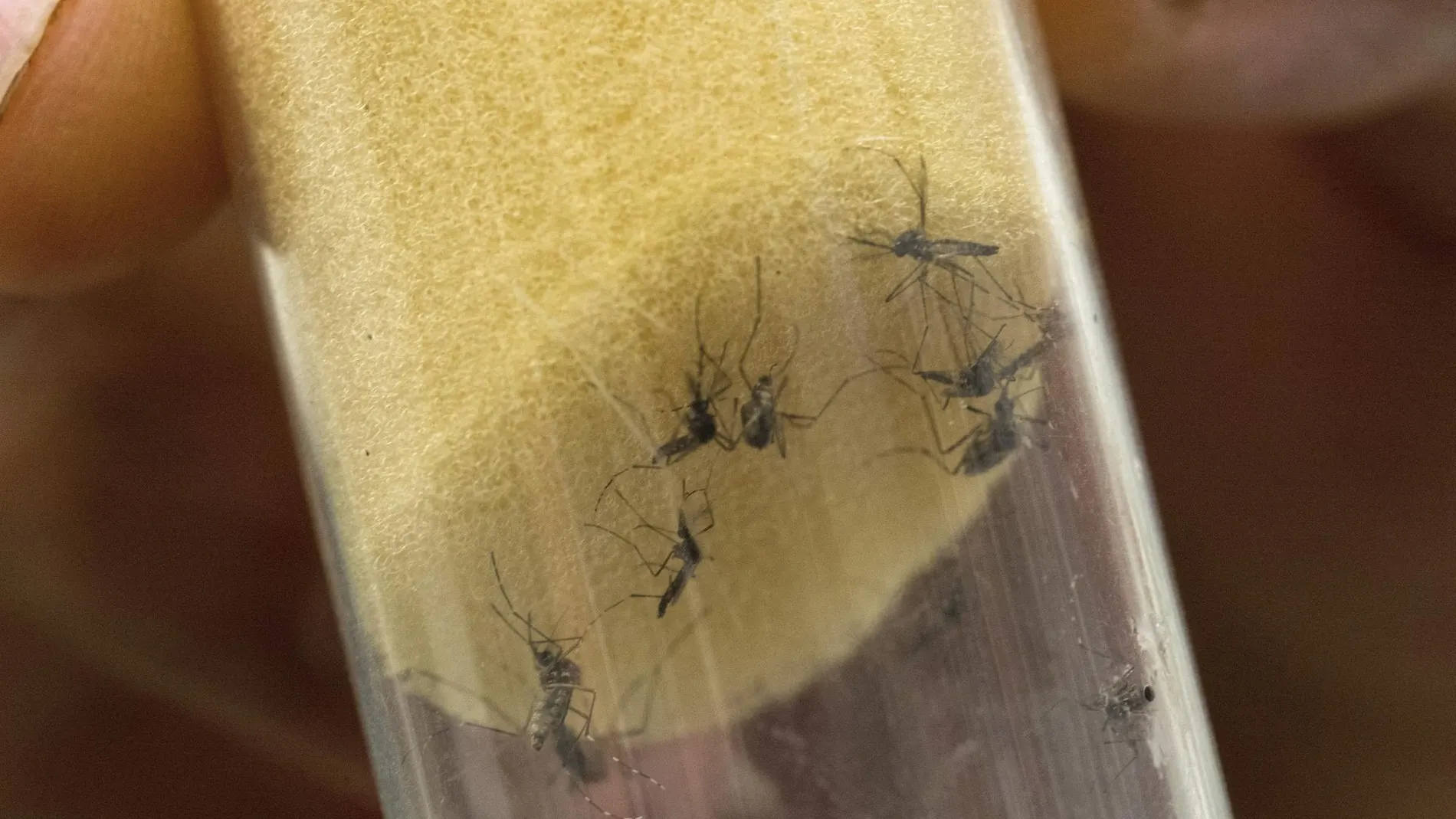 Imagen de archivo que muestra al mosquito &quot;Aedes aegypti&quot;, transmisor del virus del Zika y el dengue