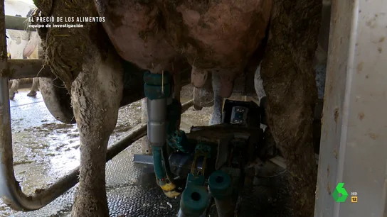 Imagen de una vaca siendo ordeñada Imagen de una vaca siendo ordeñada