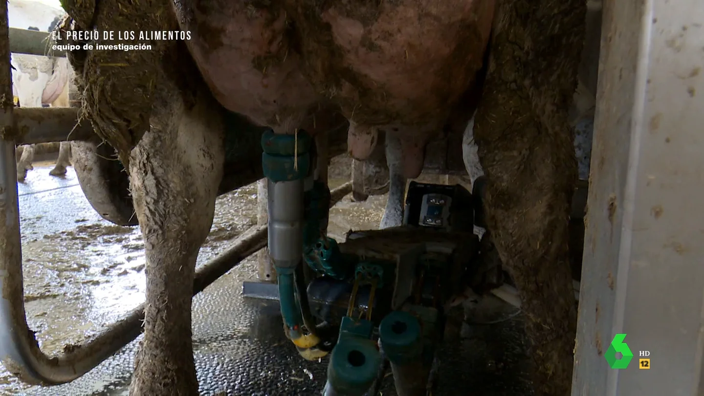 Imagen de una vaca siendo ordeñada Imagen de una vaca siendo ordeñada