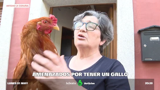 Los dueños de un gallo Los dueños de un gallo