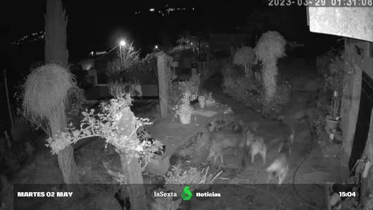 Imagen de los perros que tiene atemorizados de los vecinos de Campo Lameiro Imagen de los perros que tiene atemorizados de los vecinos de Campo Lameiro