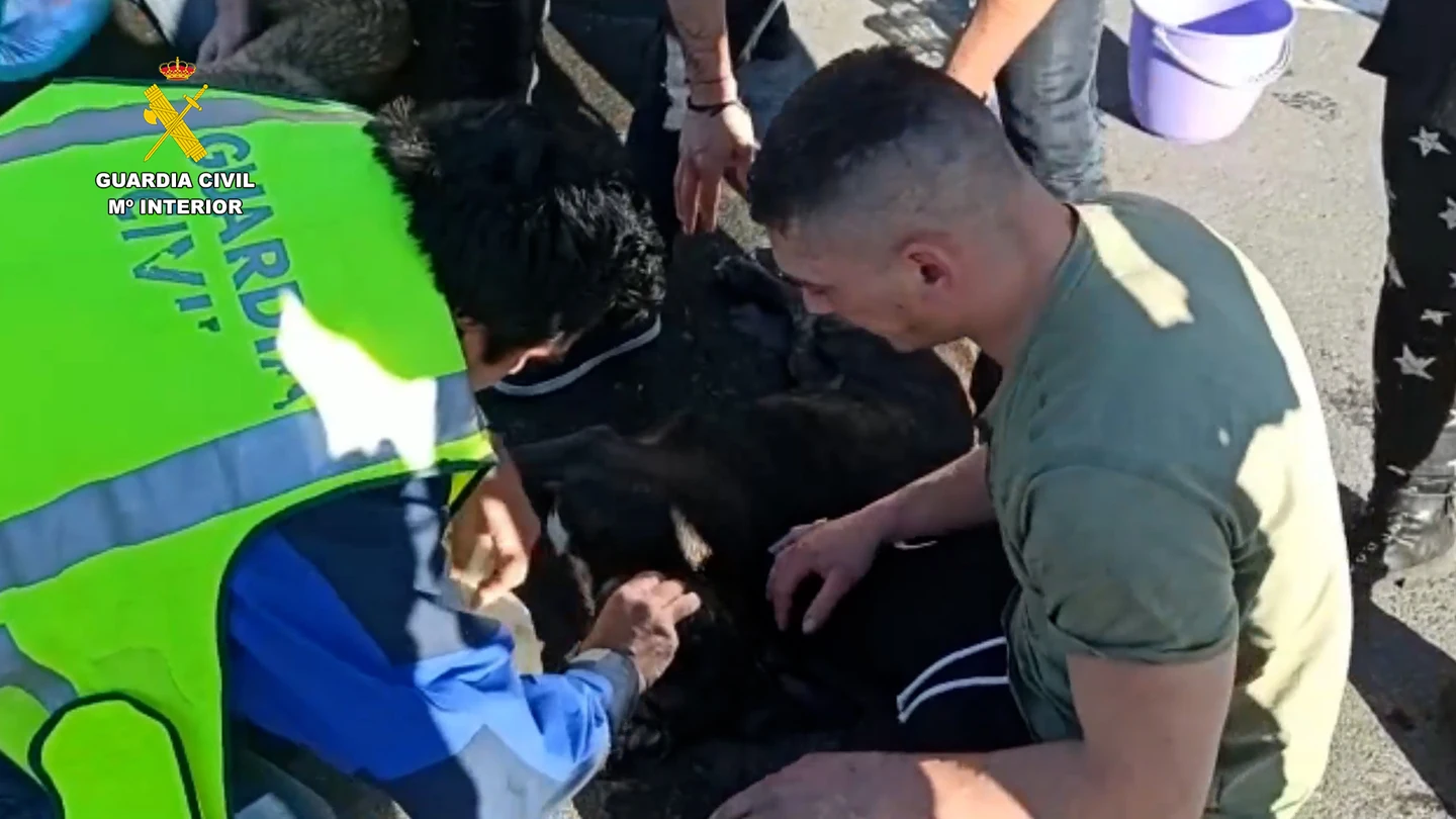 Tres investigados por abandonar a sus perros durante horas en el maletero del coche y causarles la muerte en Urdax Tres investigados por abandonar a sus perros durante horas en el maletero del coche y causarles la muerte en Urdax