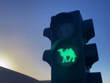 El primer semáforo para camellos del mundo está en China