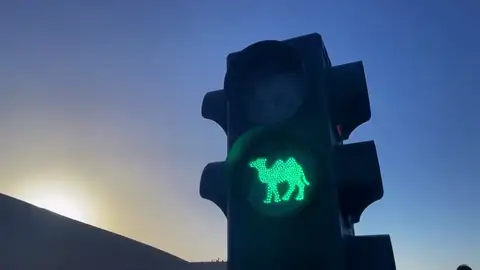 El primer semáforo para camellos del mundo está en China El primer semáforo para camellos del mundo está en China