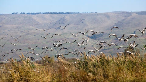Aves