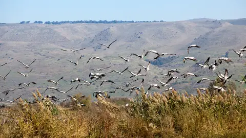 Aves Aves