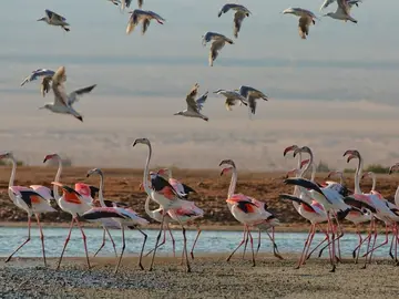 Un viaje de aviturismo a Israel Un viaje de aviturismo a Israel