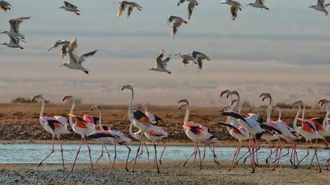 Un viaje de aviturismo a Israel Un viaje de aviturismo a Israel