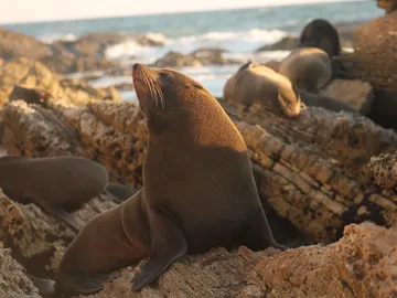 Un lobo marino peruano en Punta San Juan Un lobo marino peruano en Punta San Juan