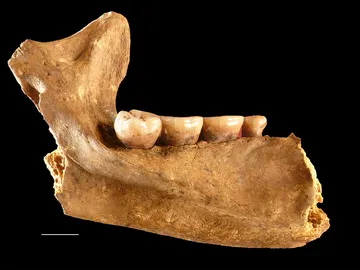 Mandíbula de la Dama Roja Mandíbula de la Dama Roja