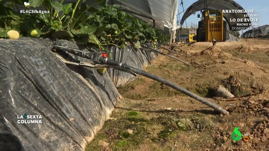 Así es el tenso conflicto entre regantes legales e ilegales en Doñana: "Ha habido amenazas incluso de muerte" laSexta Columna visita Lucena del Puerto, según organizaciones ecologistas, la zona donde hay más fincas con pozos ilegales. Allí es testigo de la tensión con la que se vive el enfrentamiento entre partidarios y detractores de la regulación.
