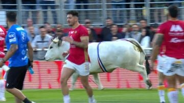 Un enorme toro blanco, en un partido de rugby