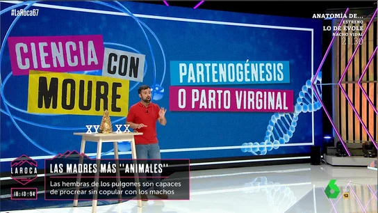 De los pulgones a la Purísima Concepción: Ricardo Moure explica qué especies pueden reproducirse mediante la partenogénesis De los pulgones a la Purísima Concepción: Ricardo Moure explica qué especies pueden reproducirse mediante la partenogénesis