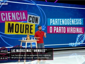 De los pulgones a la Purísima Concepción: Ricardo Moure explica qué especies pueden reproducirse mediante la partenogénesis