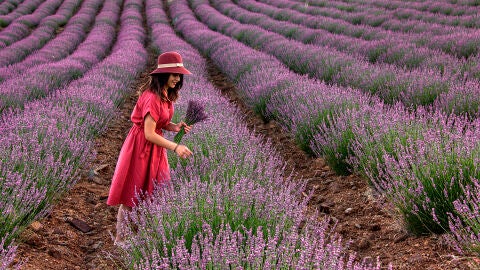 Campos de lavanda