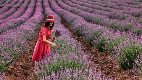 Campos de lavanda Campos de lavanda