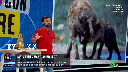 Las hembras de las hienas dan a luz por el pene: Ricardo Moure aclara que se debe a sus altos niveles de testosterona Las hembras de las hienas dan a luz por el pene: Ricardo Moure aclara que se debe a sus altos niveles de testosterona