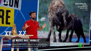Las hembras de las hienas dan a luz por el pene: Ricardo Moure aclara que se debe a sus altos niveles de testosterona