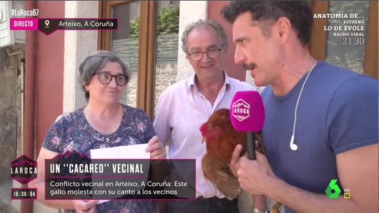 gallo gallo