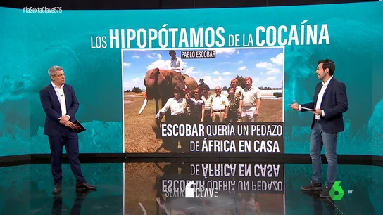 Los "hipopótamos de la coca" de Pablo Escobar: la herencia invasora del capo que Colombia no sabe cómo gestionar Los "hipopótamos de la coca" de Pablo Escobar: la herencia invasora del capo que Colombia no sabe cómo gestionar