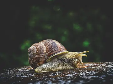Caracol Caracol