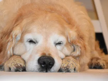 Perro durmiendo Perro durmiendo