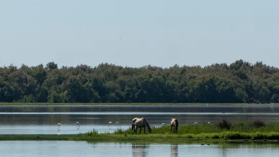 Vista del entorno del Parque Nacional de Doñana en el término municipal de Almonte (Huelva). Vista del entorno del Parque Nacional de Doñana en el término municipal de Almonte (Huelva).
