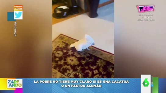 El método más efectivo para ahuyentar a los ladrones a falta de perros: "Ladra y además insulta" El método más efectivo para ahuyentar a los ladrones a falta de perros: "Ladra y además insulta"