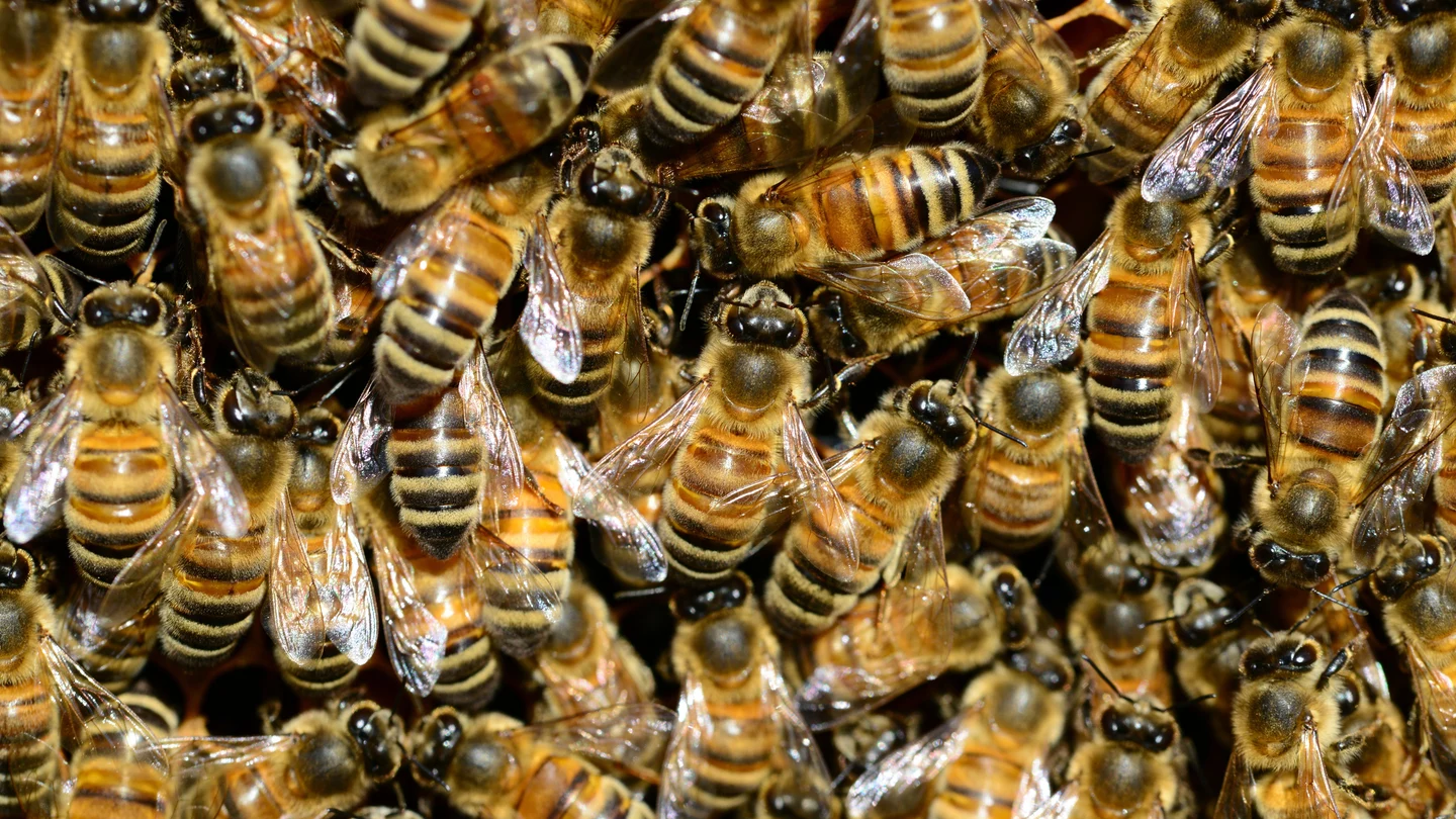 Imagen de archivo de un enjambre de abejas Imagen de archivo de un enjambre de abejas