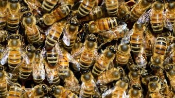 Imagen de archivo de un enjambre de abejas 