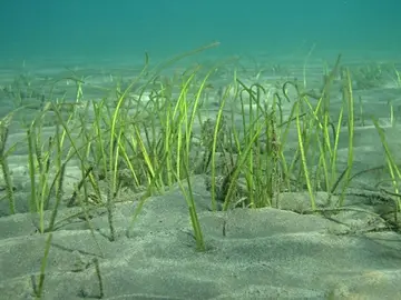 Sebadales de las Islas Canarias Sebadales de las Islas Canarias