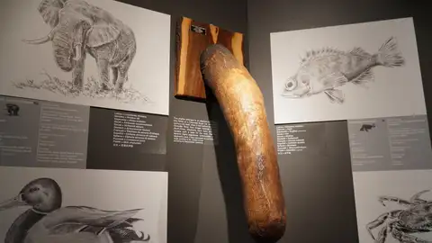 Faloteca Nacional de Islandia, el Museo de Penes más grande del mundo Faloteca Nacional de Islandia, el Museo de Penes más grande del mundo
