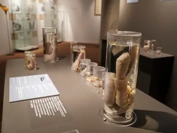Faloteca Nacional de Islandia, el museo de penes más completo del mundo Faloteca Nacional de Islandia, el museo de penes más completo del mundo
