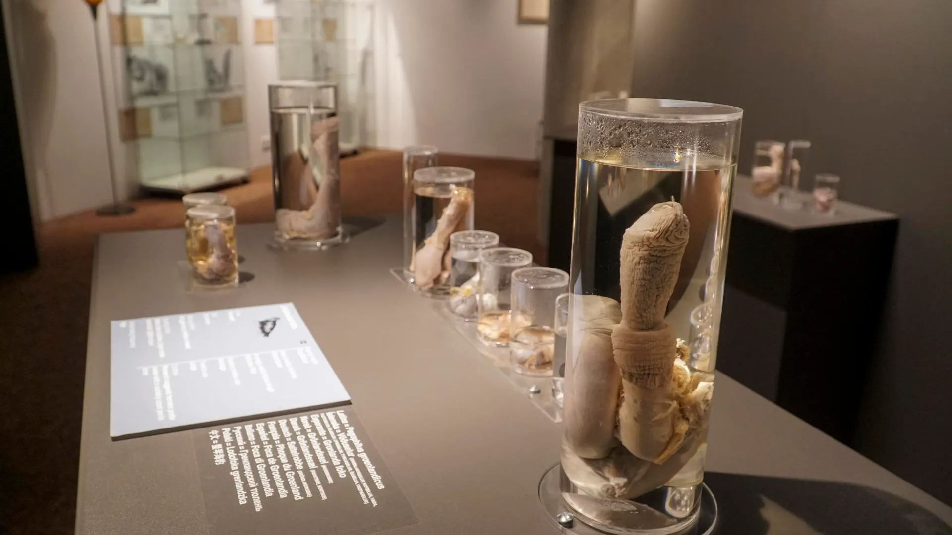 Faloteca Nacional de Islandia, el museo de penes más completo del mundo Faloteca Nacional de Islandia, el museo de penes más completo del mundo